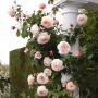 TRANDAFIRI Englezesti - David Austin - imagine 73018